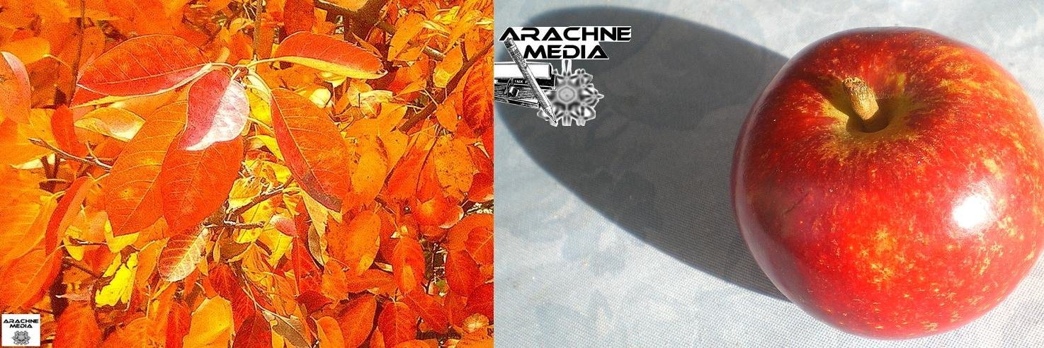 arachnemedia's profile banner image