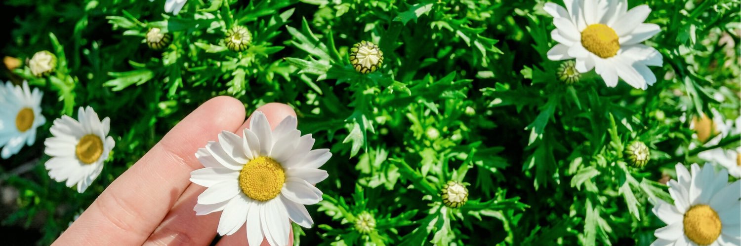 Chermawee's profile banner image