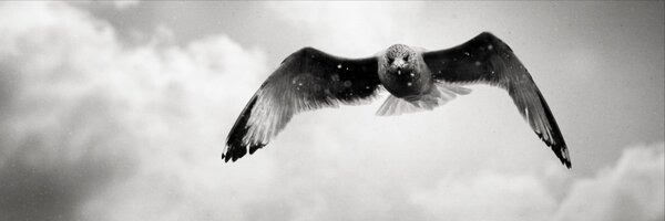 DangRabbit Profile Banner