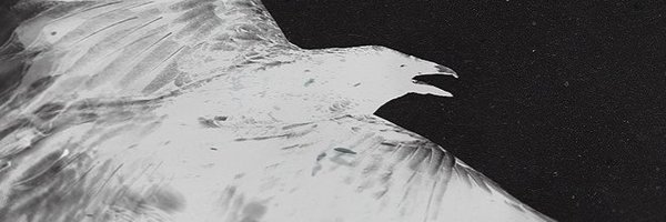 RavingRaven8 Profile Banner