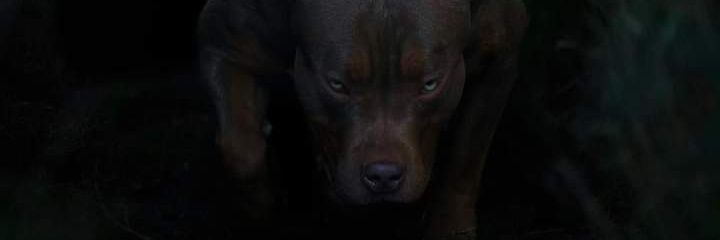 Suto banner