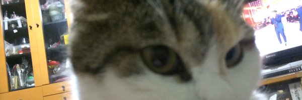 koneko20221230 Profile Banner