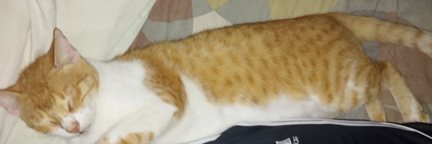Juno banner