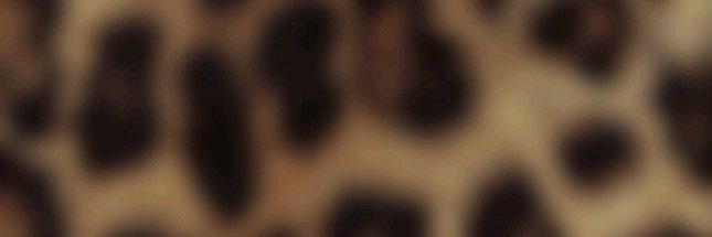 fiore⋆. 𐙚 banner