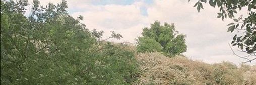 petaIsunoo's profile banner image