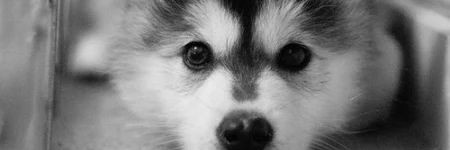 chocobelgiannn's profile banner image