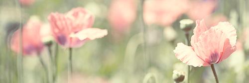 EmilyBuntess's profile banner image