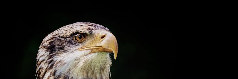 icarusfalconry's profile banner image
