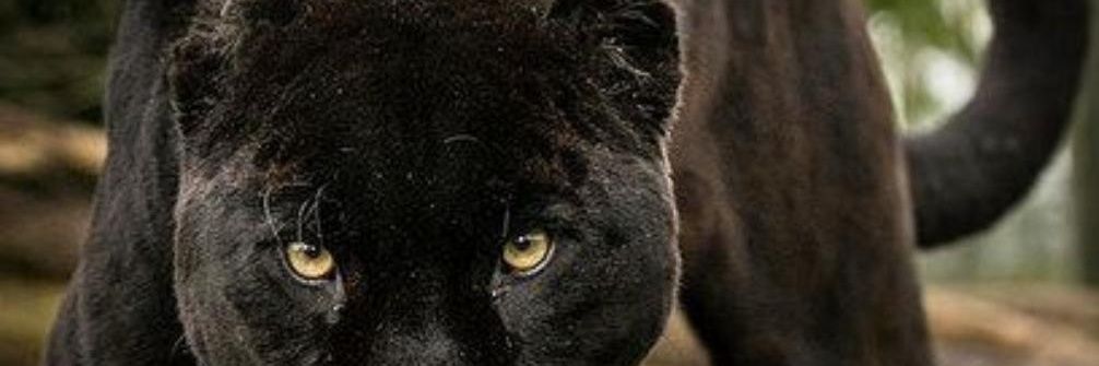 ray_remos's profile banner image