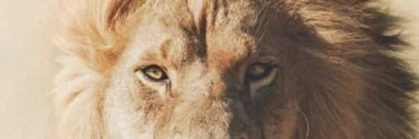 ImminentAmity Profile Banner