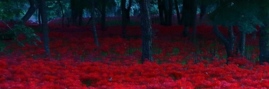 Cuyo 🇲🇽 banner