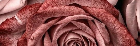ErrantDame's profile banner image