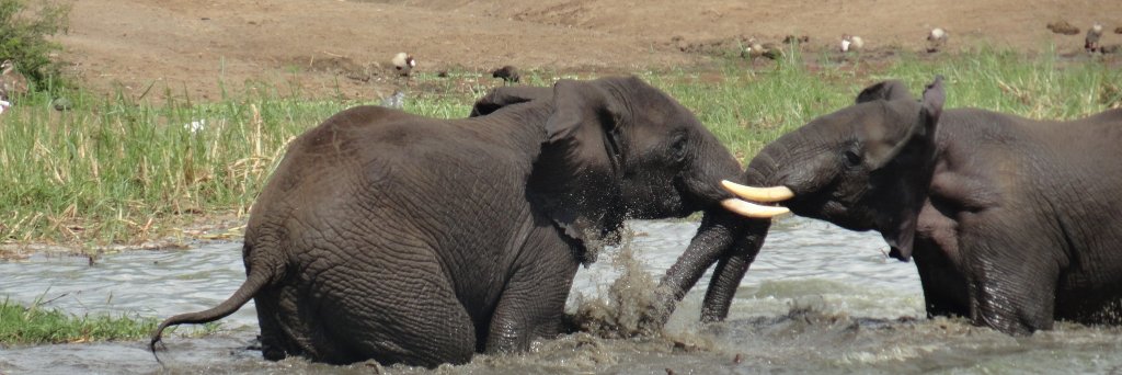 TheElephantHome's profile banner image
