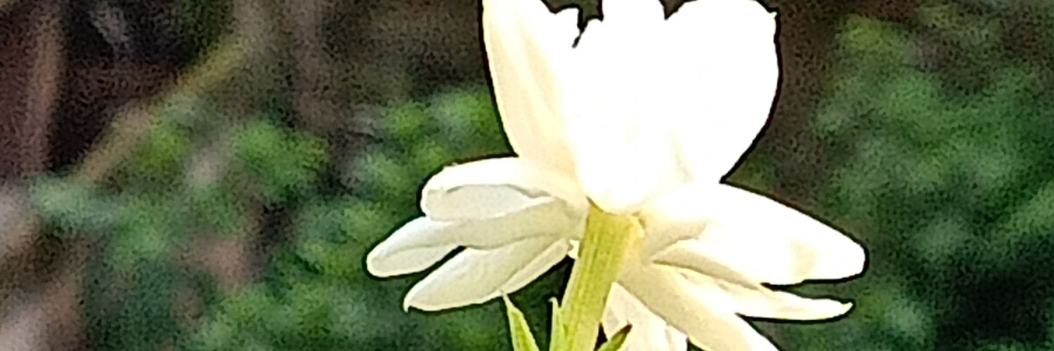 wiselunatic's profile banner image