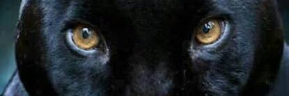 nzltorun's profile banner image
