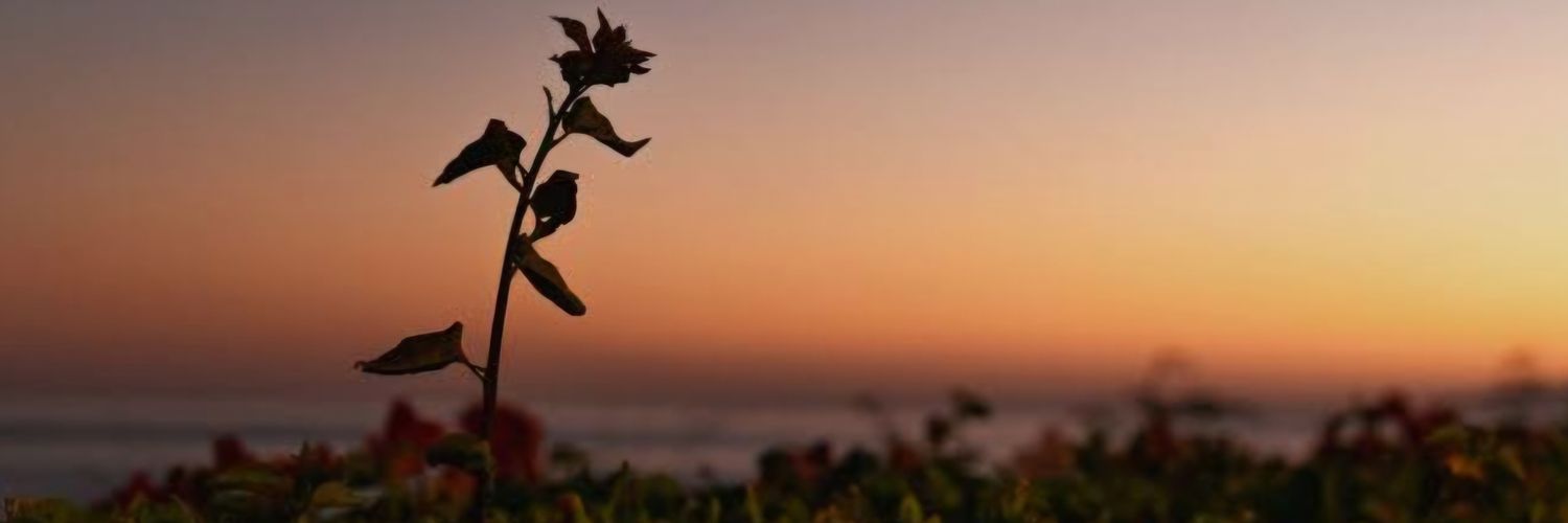 n0_c55's profile banner image