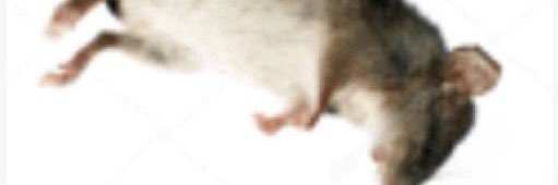 Lobotomy banner