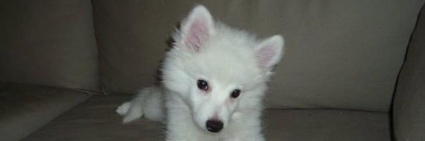 Joshua Pemberton banner