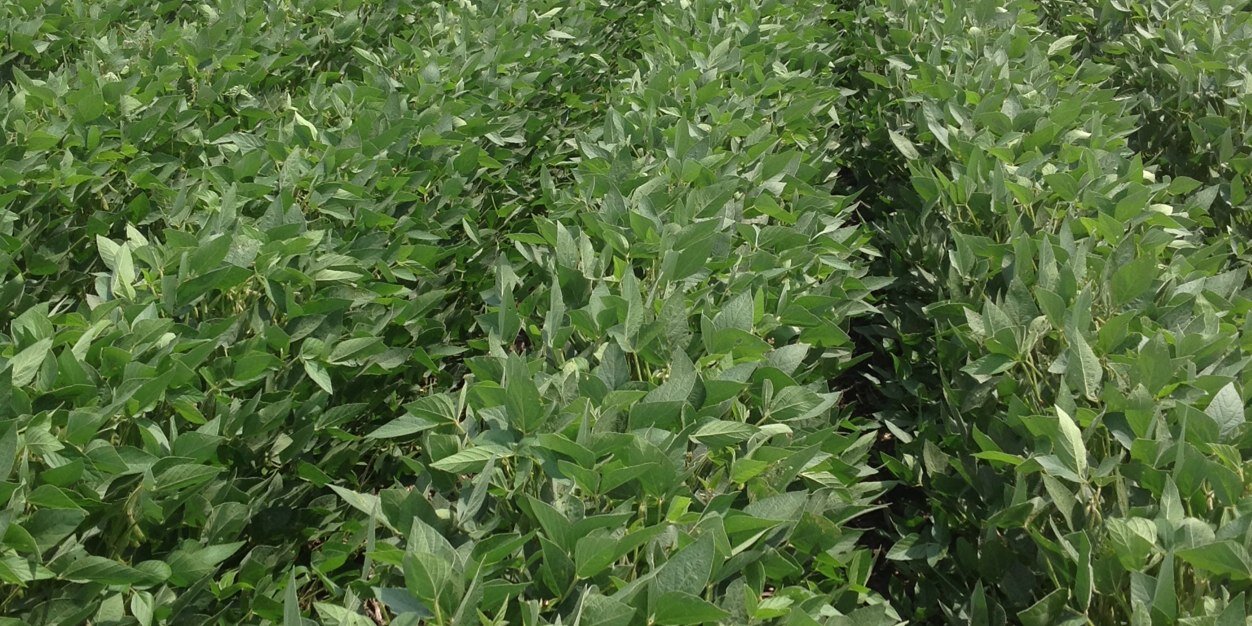 SwansonSeeds's profile banner image