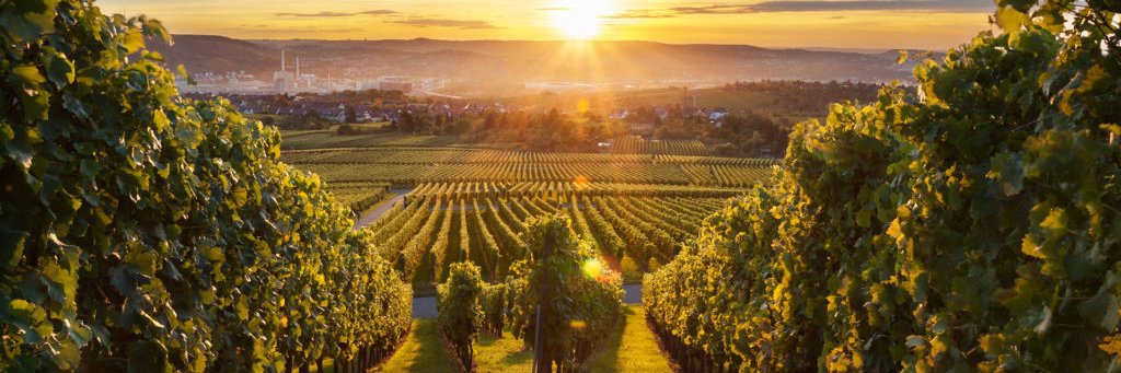 Dominic Rivard banner