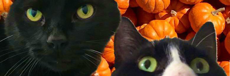 SadlyCatlessToo's profile banner image