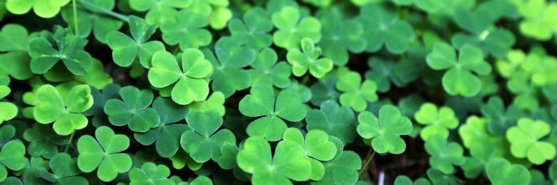 Clover ☘️ banner