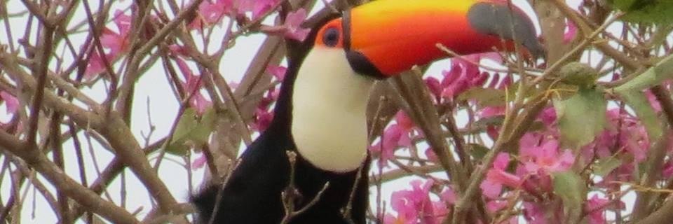 ciperezmelo's profile banner image