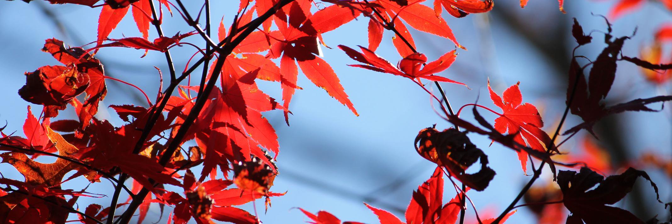 Joanne Leon banner