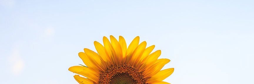 ShayC___'s profile banner image
