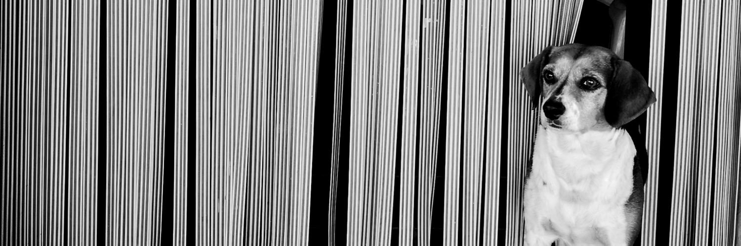 AlejandroZujar's profile banner image