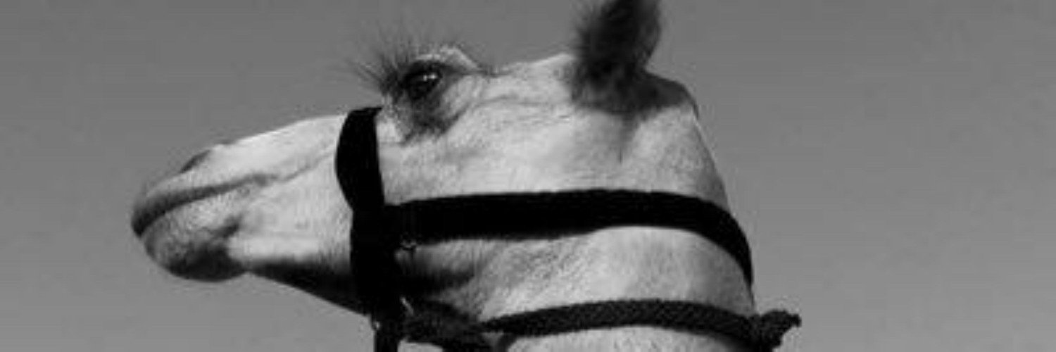 moony556677's profile banner image