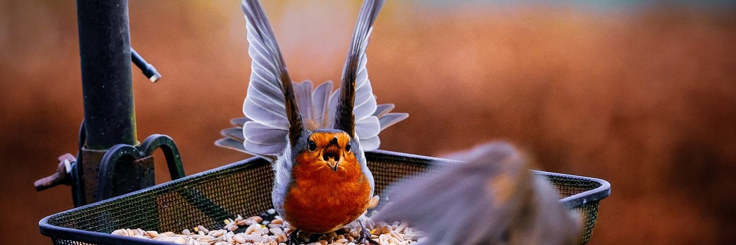 Ciaran Cunningham banner