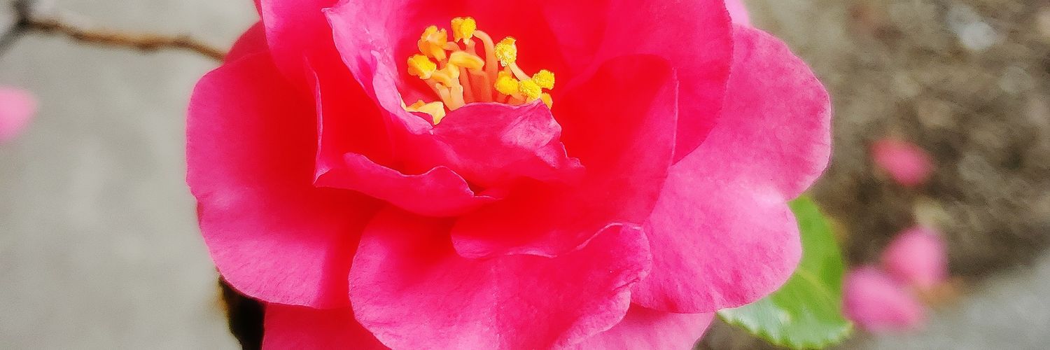 header image
