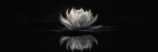 Michael ''Choco'' Lotus 🪷 (Triflora RP/OC) banner