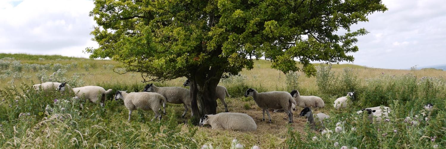 twitqueenie's profile banner image