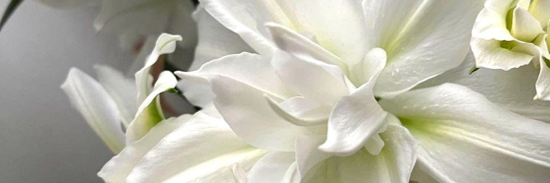 Chloe✤'s banner