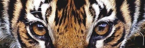 toledodabren's profile banner image