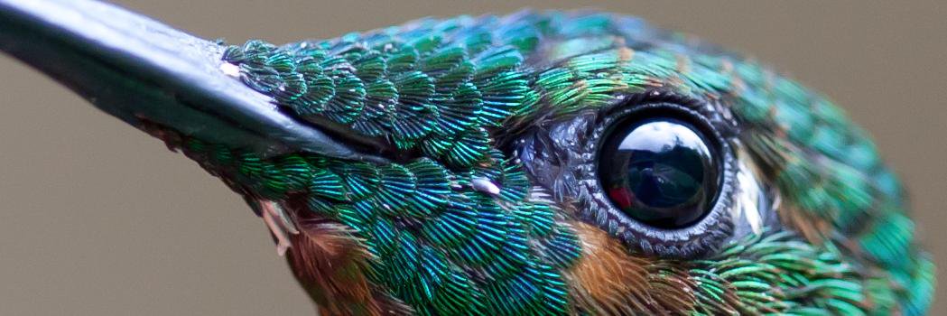 Mgbechi U. Erondu MD MFA banner