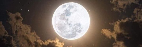 foxcami1 Profile Banner