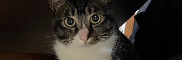 indexbeckywong Profile Banner