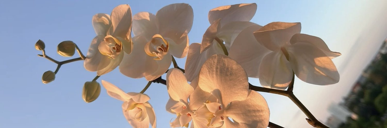 bl0Orchid's profile banner image