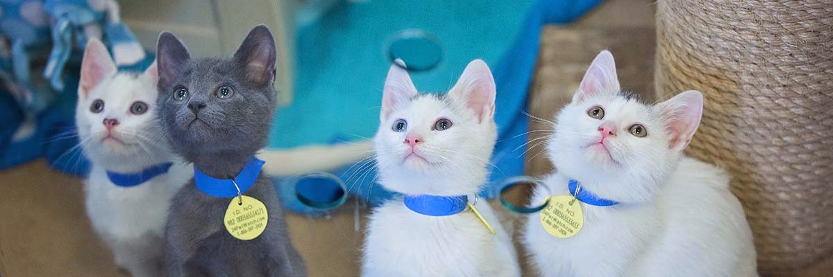 Wisconsin Humane Society banner