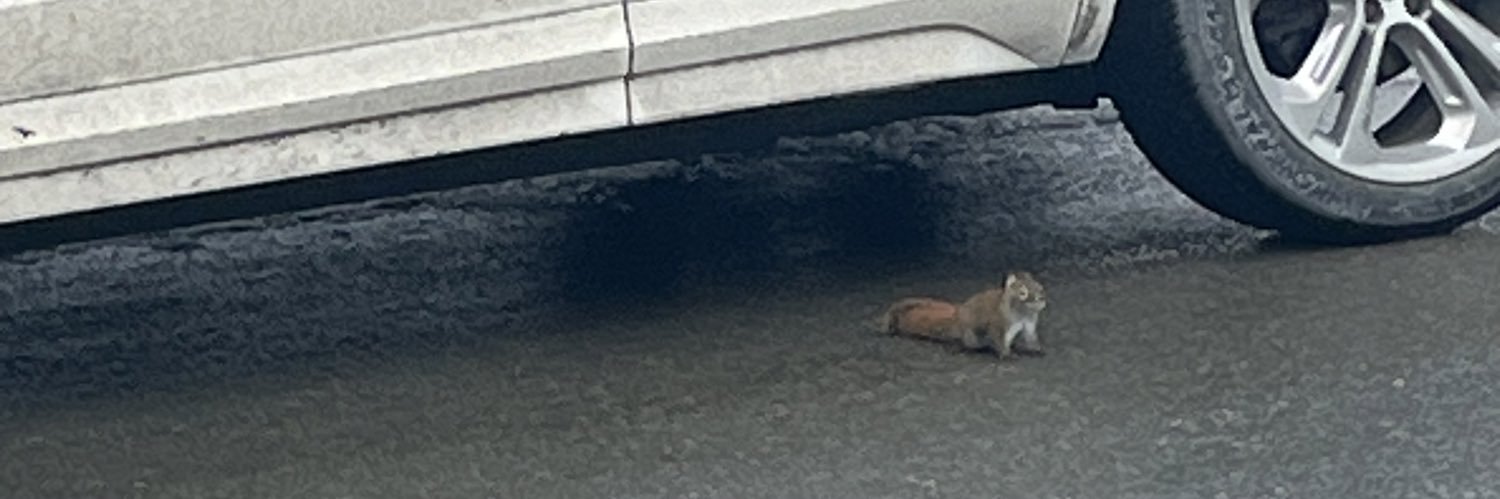 ceramic chicken fan banner