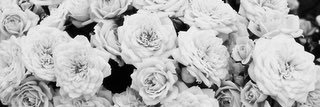 sofiaelenacl's profile banner image