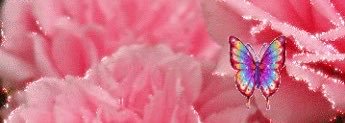 AmyEarnest15's profile banner image