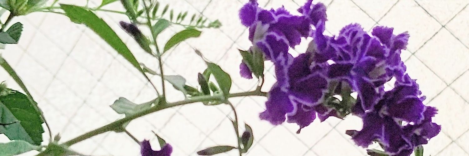 リゼはねむたい banner