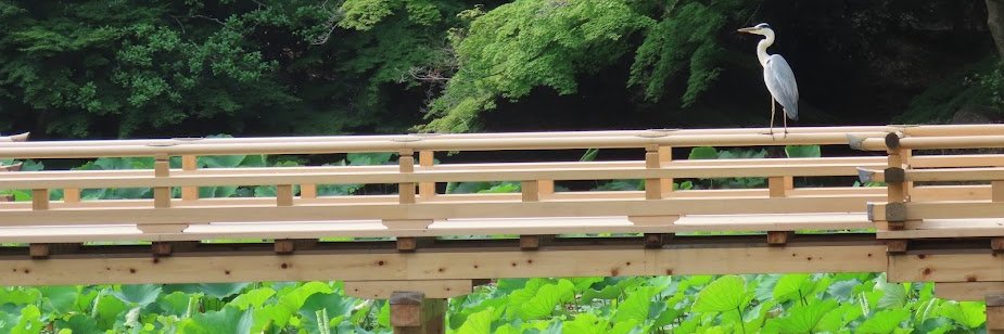 ちゃよん banner