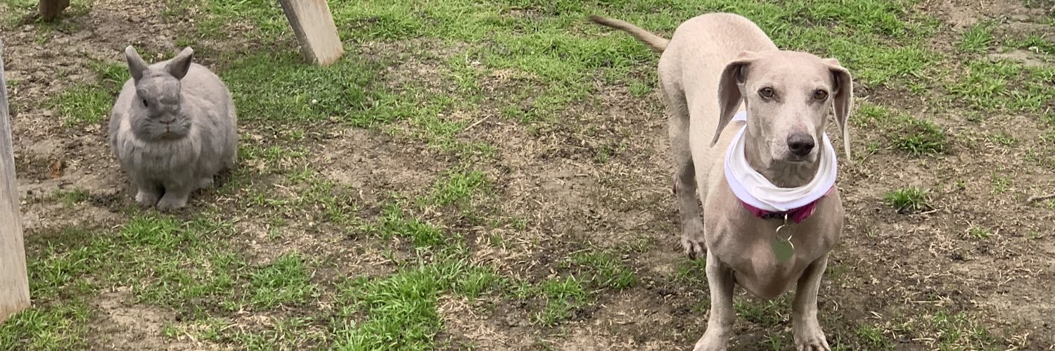 gracie wags banner