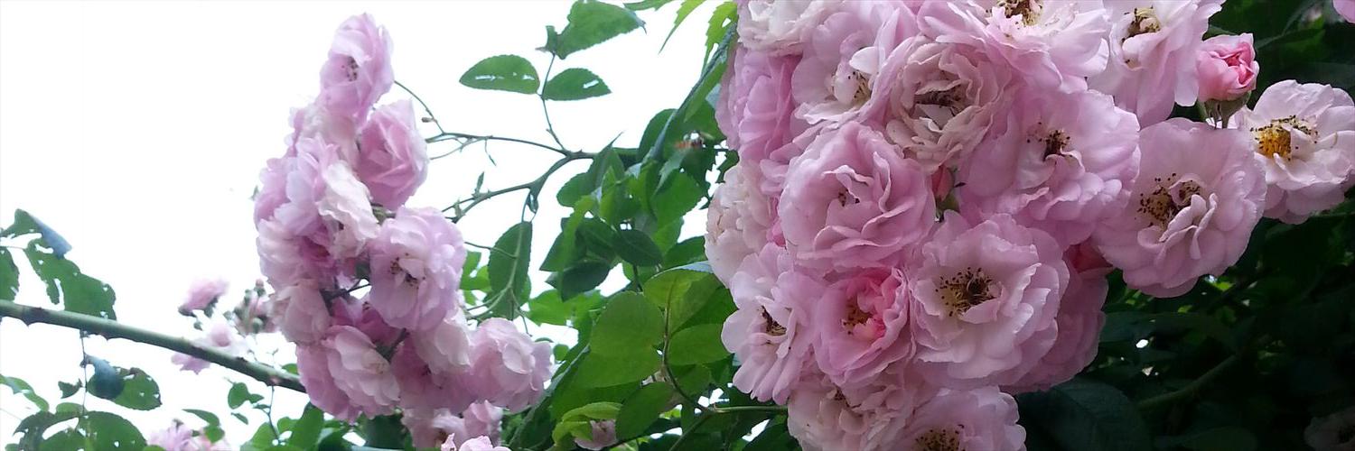 DoNotRamble's profile banner image