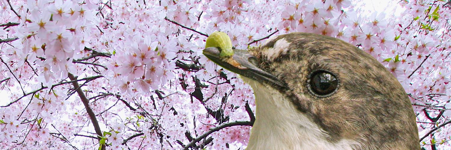 The Why Files banner